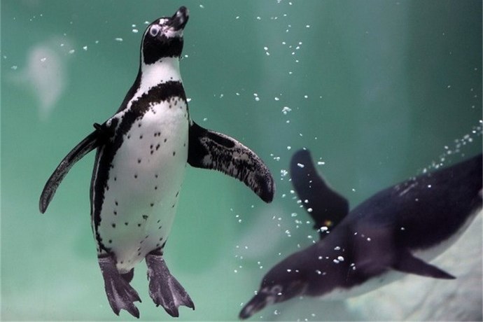 Sealife Blankenberge pinguins